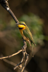 Little bee-eater watches camera from muddy branch