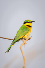 Little bee-eater with catchlight on twisted branch