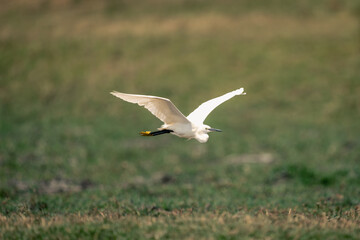 Little egret flies across grass lifting wings