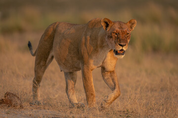 Lioness with catchlights walks across dry grass