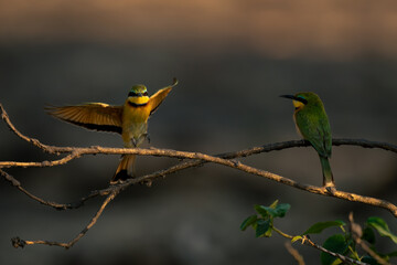 Little bee-eater lands on branch near another