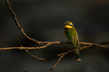 Little bee-eater on muddy branch turning head