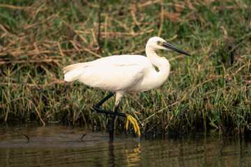 Little egret stands in shallows lifting foot