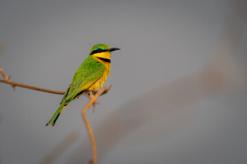 Little bee-eater on twisted branch with catchlight