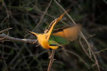 Little bee-eater takes off from slender branch