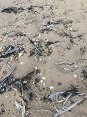 Obraz premium On the beach lies material washed up after a storm