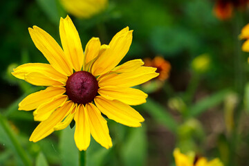 Yellow flower rudbeckia goldsturm