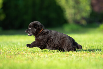 Сute small black German shepherd puppy with floppy ears, outdoor on the green grass with blurred background