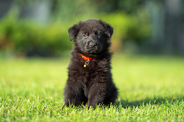 Сute small black German shepherd puppy with floppy ears, outdoor on the green grass with blurred background