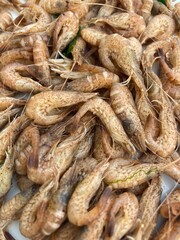 An accumulation of North Sea shrimps