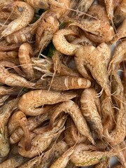 An accumulation of North Sea shrimps
