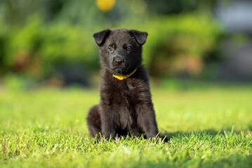 Сute small black German shepherd puppy with floppy ears, outdoor on the green grass with blurred background