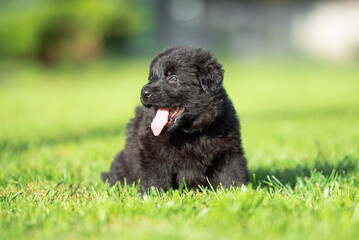 Сute small black German shepherd puppy with floppy ears, outdoor on the green grass with blurred background