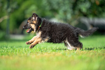 Сute small black and tan German shepherd puppy with floppy ears, outdoor on the green grass with blurred background
