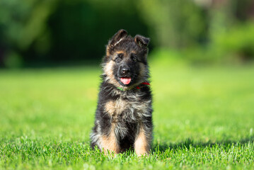 Сute small black and tan German shepherd puppy with floppy ears, outdoor on the green grass with blurred background
