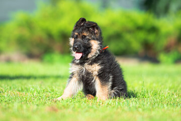 Сute small black and tan German shepherd puppy with floppy ears, outdoor on the green grass with blurred background