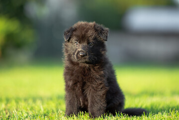 Сute small black German shepherd puppy with floppy ears, outdoor on the green grass with blurred background