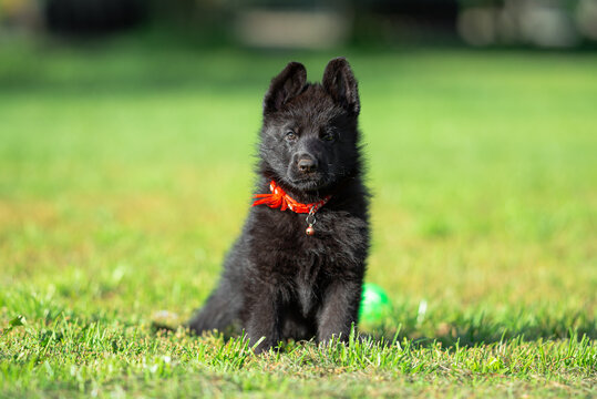 Сute small black German shepherd puppy with floppy ears, outdoor on the green grass with blurred background