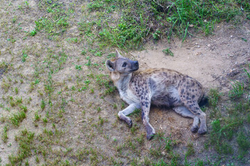 hyena in the grass