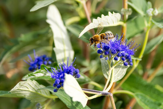 Biene sammelt Nektar und Bl&uuml;tenstaub an einer lila Bartblume im Garten