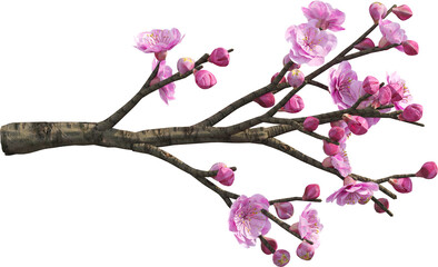 Branch of cherry tree with pink flower