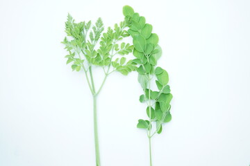 Naklejka premium Moringa leaves on white background , two branches of Moringa oleifera