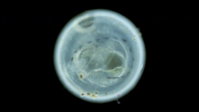 Caviar fish under microscope, Chordata phylum. Movement of formed embryo is noticeable. Sample found White sea