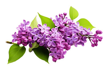 Lilac Blooms Isolated on Transparent Background. Generative Ai.