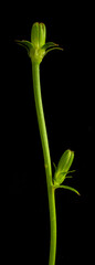 chicory sprout with two unopened buds on a black background