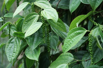 Ripe black pepper on the tree. selected focus. species plantation.