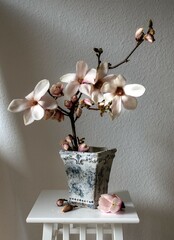 Beautiful fresh branches of magnolia flowers in full bloom in vase against white background.