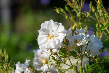 white rose flowers in the autumn sun