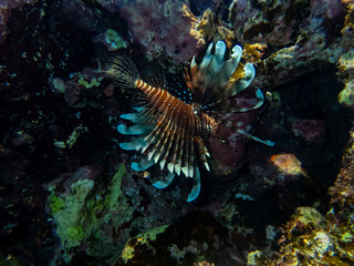 Fototapeta na wymiar Lionfish in a coral reef in the Red Sea