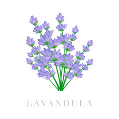 Obraz premium Bouquet of Lavandula
