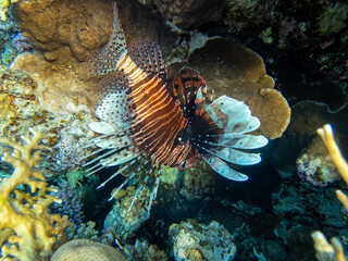 Naklejka na ściany i meble Lionfish in a coral reef in the Red Sea