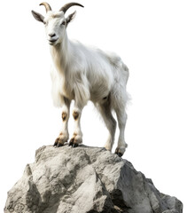 White goat standing on a stone isolated on a transparent background