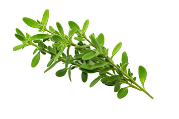 : Thyme Leaf Isolated on Transparent Background. Generative Ai.