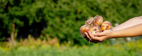 the farmer girl holds an onion in her hands. Selective focus