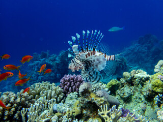 Fototapeta na wymiar Lionfish in a coral reef in the Red Sea