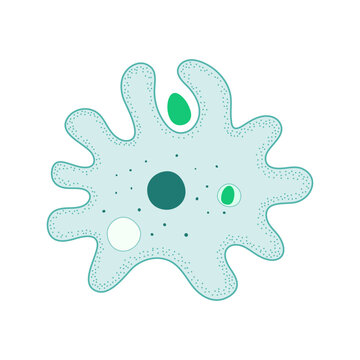 Amoeba on a white background.
