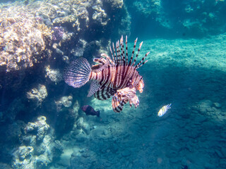 Lionfish in a coral reef in the Red Sea