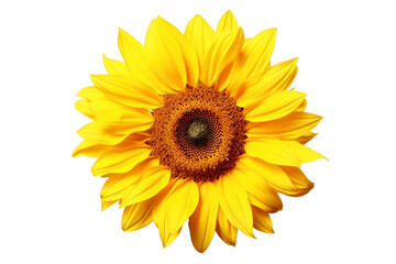 Vibrant Sunflower Isolated on Transparent Background. Generative Ai.