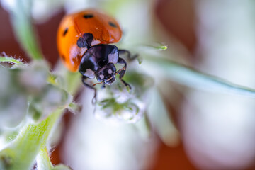 Ladybug on a green stalk close-up.
