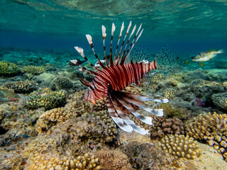 Lionfish in a coral reef in the Red Sea