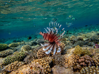 Lionfish in a coral reef in the Red Sea