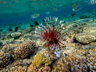 Naklejka na ściany i meble Lionfish in a coral reef in the Red Sea