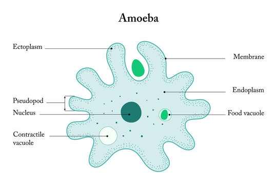 Amoeba on a white background. Anatomy of an Amoeba.