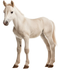 Obraz na płótnie Canvas Side view of a standing white horse foal isolated on a transparent background