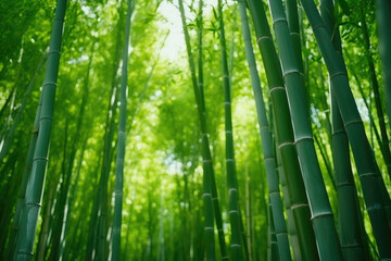Bamboo Forest's Towering Beauty
