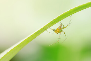 A Striped lynx spider resting under a green pinapple leaf